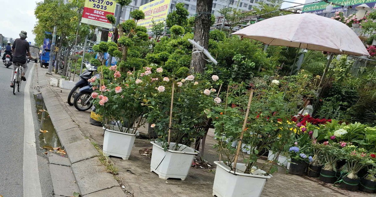 Cây, chậu cảnh bày bán tràn lan trên vỉa hè