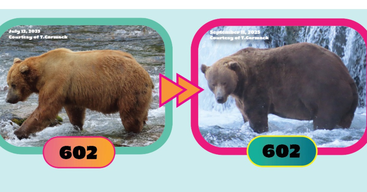 T&igrave;m qu&aacute;n qu&acirc;n cho cuộc thi &lsquo;gấu n&agrave;o b&eacute;o nhất&rsquo;