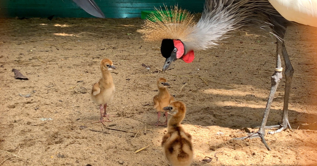 Sếu vương miện lần đầu đẻ trứng ở Thảo Cầm Vi&ecirc;n: Tập t&iacute;nh sinh sản hiếm thấy