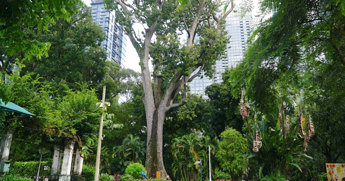 Thảo Cầm Vi&ecirc;n c&oacute; c&acirc;y x&agrave; cừ 160 tuổi, cao 62 m lớn nhất Việt Nam