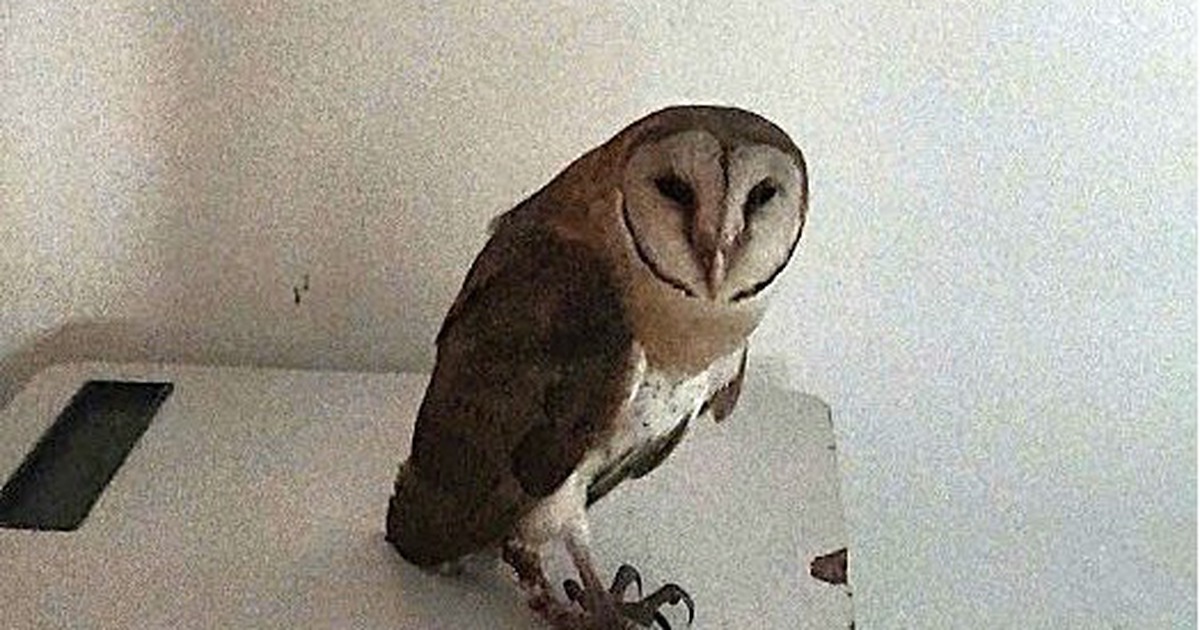 Chim cú lợn mắc lưới được giải cứu: 'Chúc bé sớm lành vết thương'