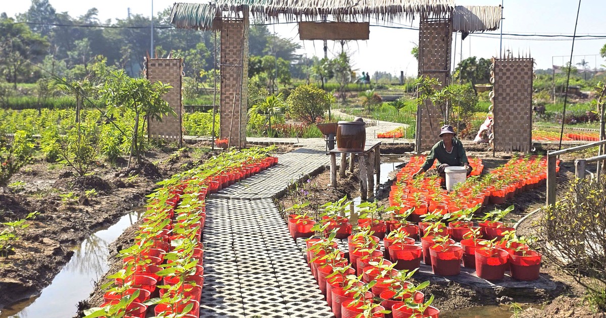 Vườn hoa xuân ở TP.HCM chuẩn bị bung nở, hứa hẹn điểm check-in hot Tết 2026