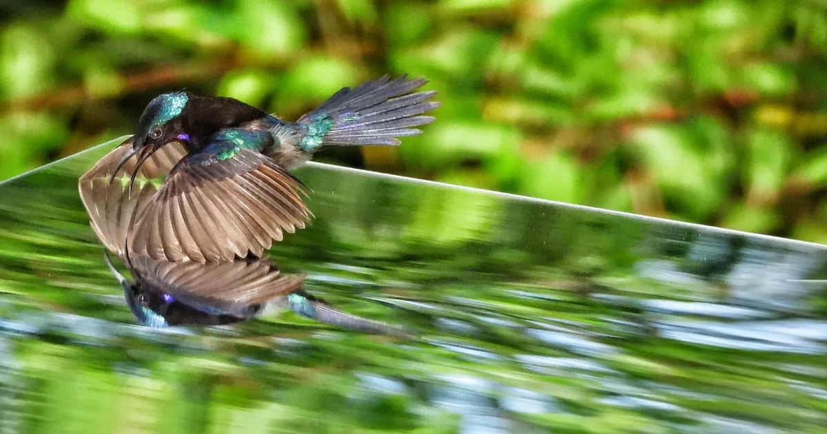 Săn ảnh độc lạ ở TP.HCM: Chim hút mật thấy mình trong gương, đánh nhau quyết liệt