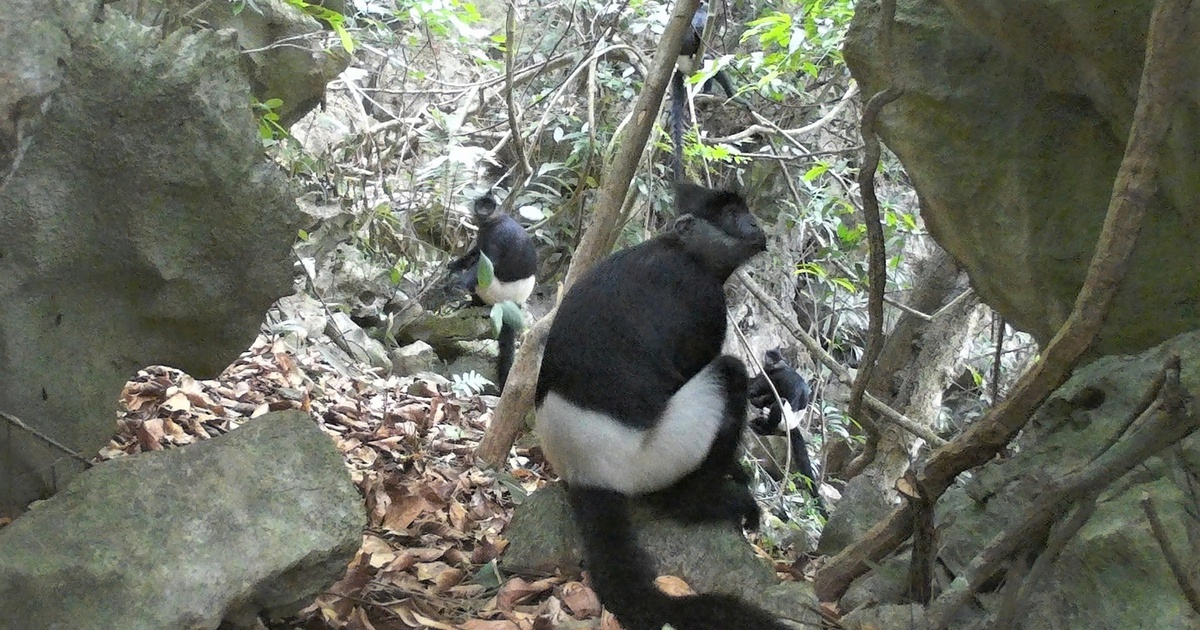 Những khoảnh khắc hiếm về voọc mông trắng cực kỳ nguy cấp ở Ninh Bình