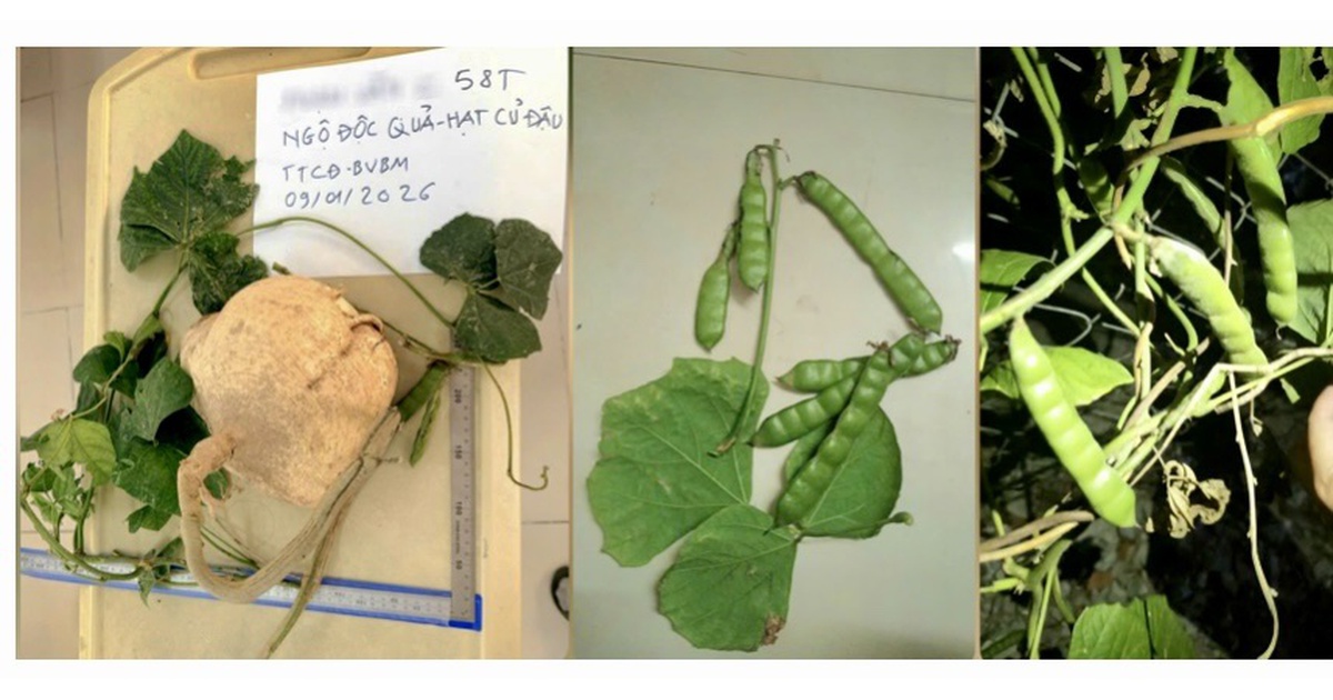 Ngộ độc nặng do ăn hạt của một loại thực phẩm phổ biến