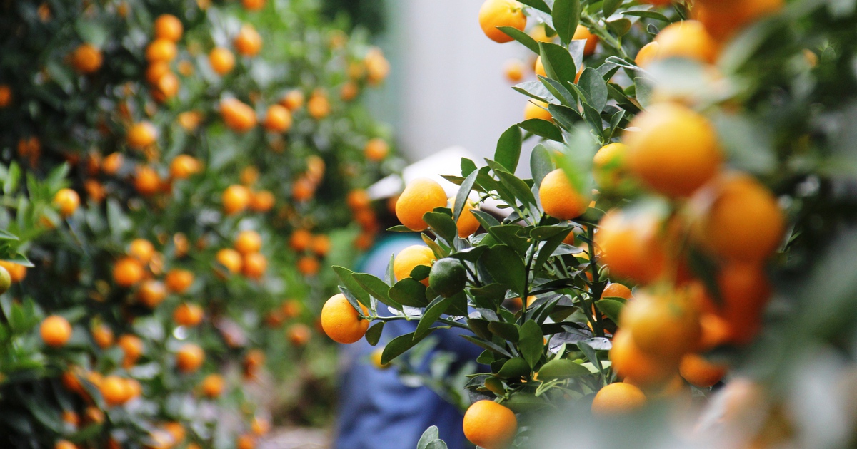 Thủ phủ quất cảnh miền Trung: Thời tiết thất thường, nhà vườn 'nín thở' chờ tết