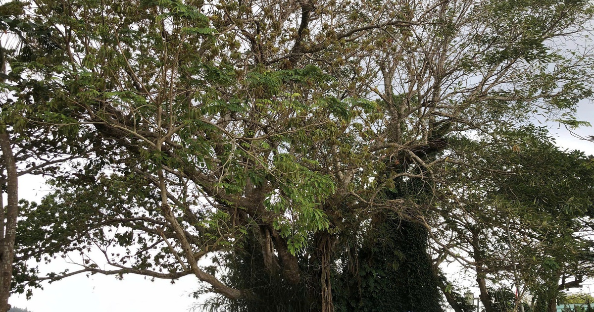 Cây đa 300 tuổi ở đặc khu Lý Sơn được công nhận cây di sản Việt Nam