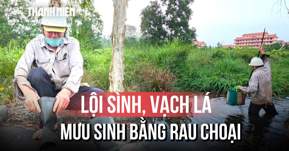 Những phận đời mưu sinh bằng rau đọt choại giữa rừng sậy
