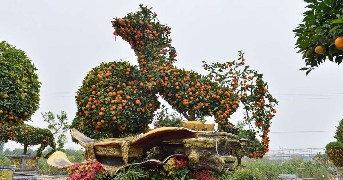 Quýt hình ngựa giá chục triệu ở Hưng Yên 'cháy hàng' trước tết Nguyên đán