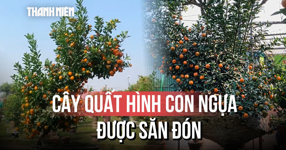 Cây quất tạo hình ngựa giá 30 triệu đồng, mất 7 năm trồng tại Hà Nội
