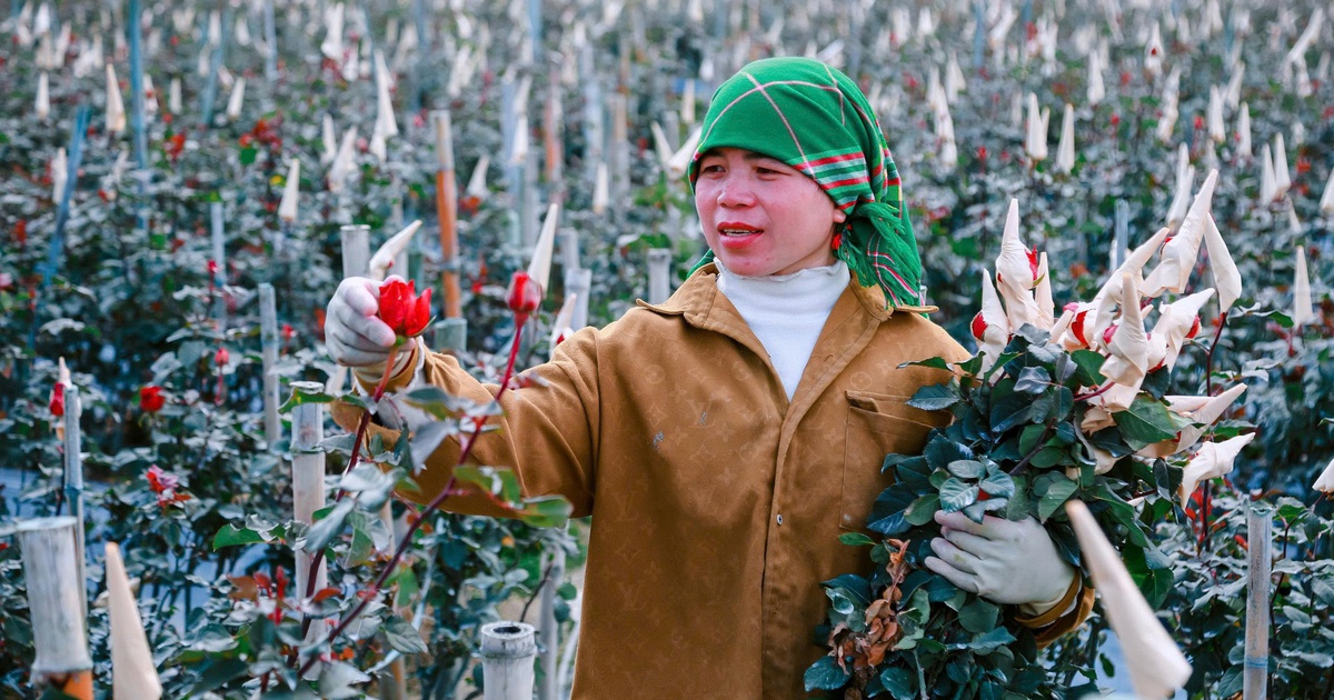 Hoa hồng nở trên non cao Púng Luông