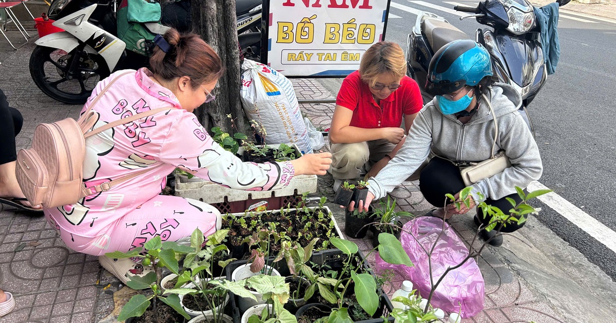 Đi chợ cây độc lạ: Đủ loại cây giá chỉ vài ngàn đồng