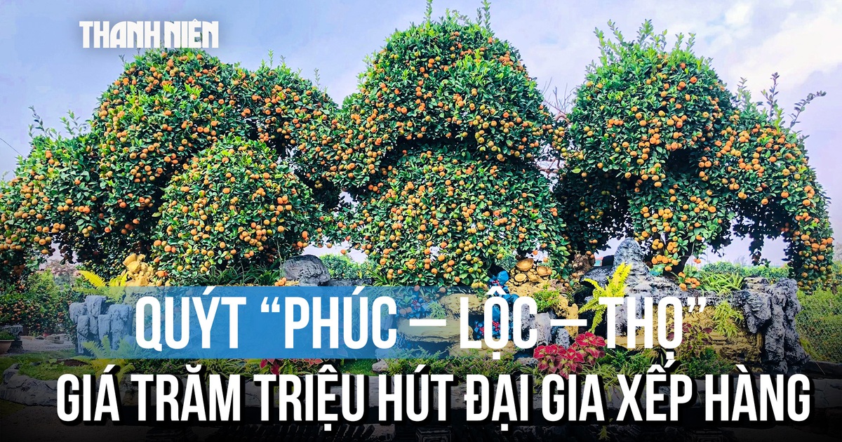 Ngắm bộ quýt 'Phúc – Lộc – Thọ' khổng lồ có giá hàng trăm triệu