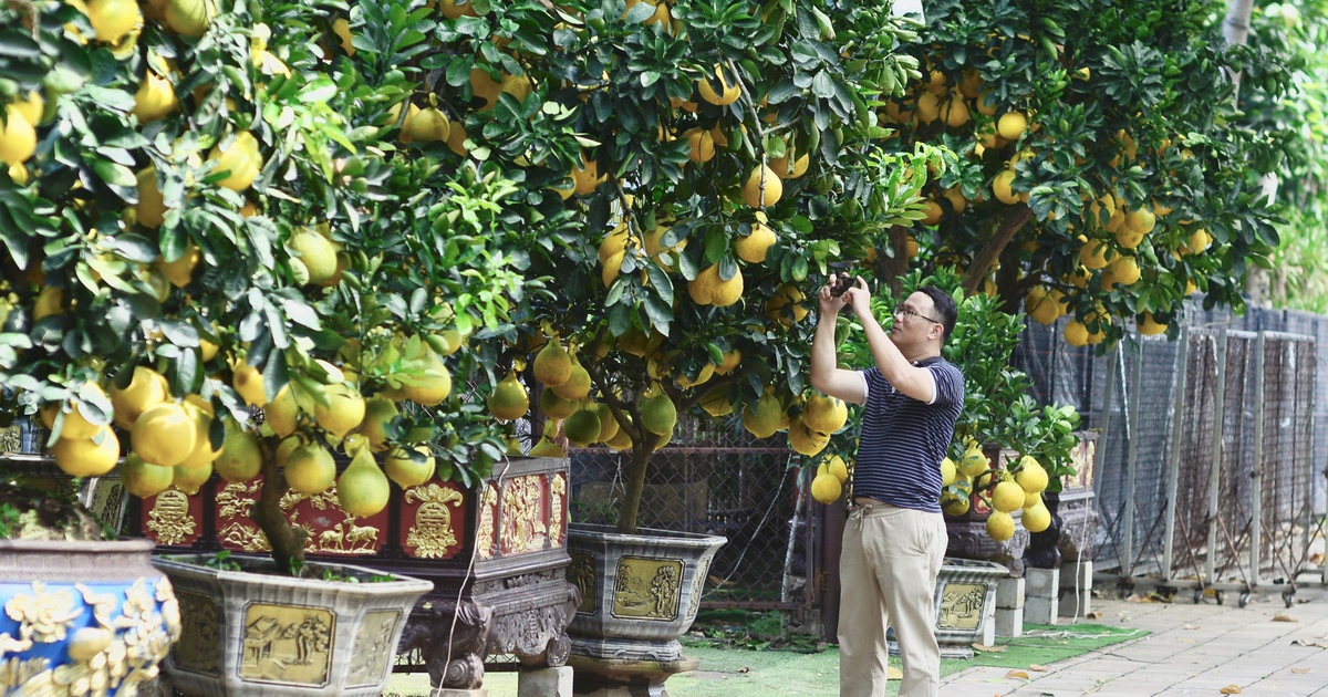 Bưởi Diễn 'nôn' Tết Nguyên đán: Cây trăm trái vừa vào TP.HCM đã có khách đặt