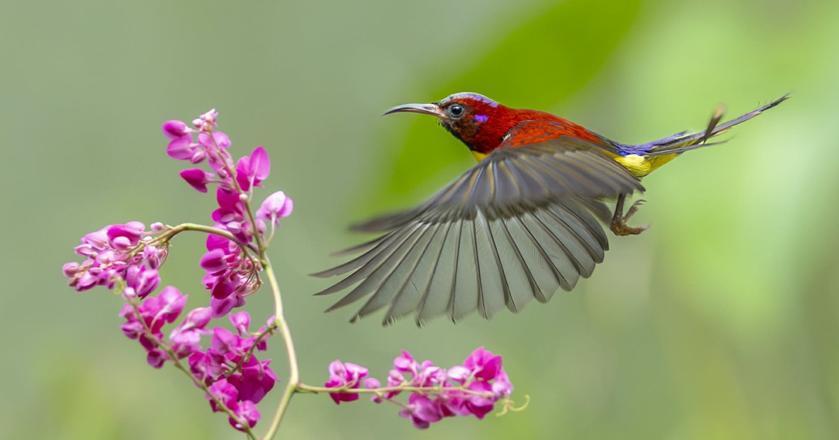 Khoảnh khắc chim hút mật hoàng tử rực rỡ bên hoa tigon