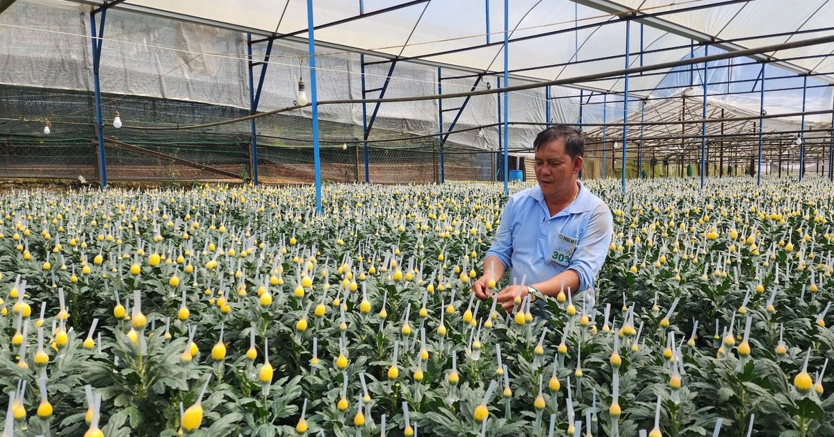 Lâm Đồng tăng tốc sản xuất rau, hoa phục vụ Tết Bính Ngọ 2026