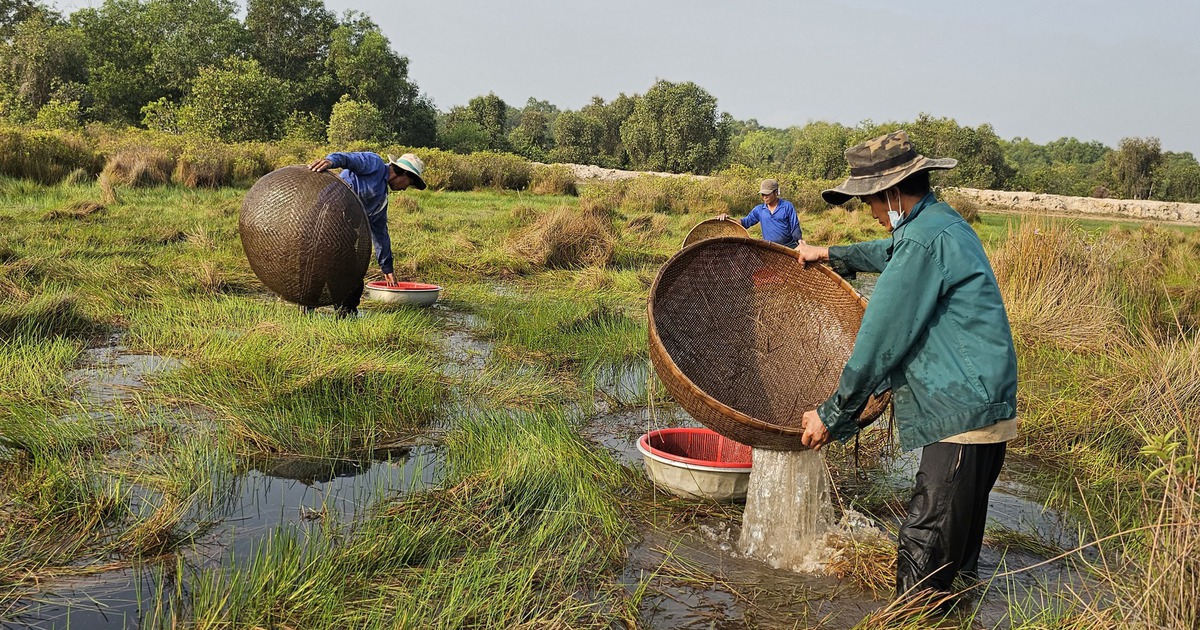 Nghề lạ: Đi vòng tròn đến chóng mặt bắt cá lia thia mưu sinh