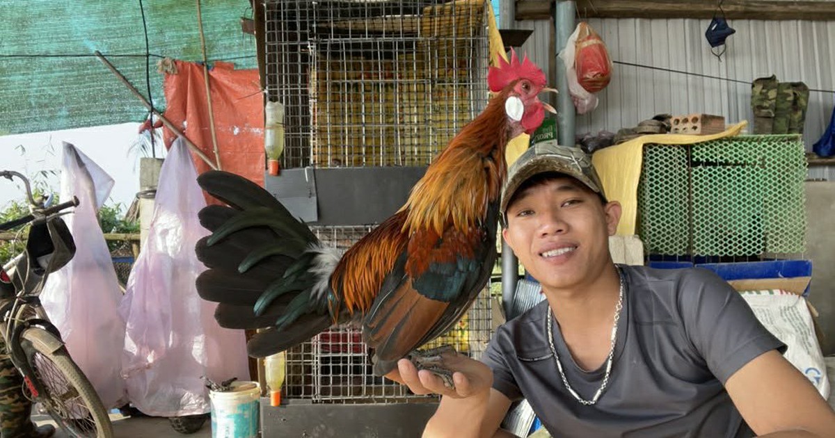 Kiếm 30 triệu đồng/tháng nhờ nuôi sinh sản gà rừng tai trắng trong điều kiện nuôi nhốt