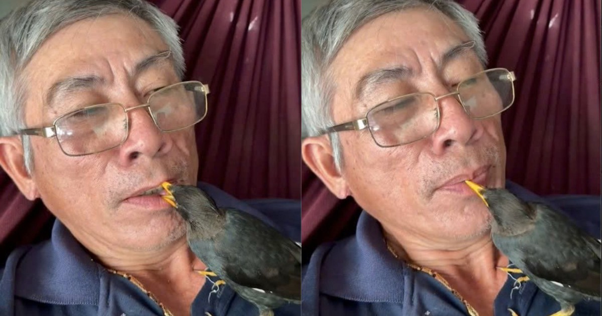 Chim sáo mỏ vàng tự bay đến 'ở nhờ', quấn quýt bên ông lão như người thân