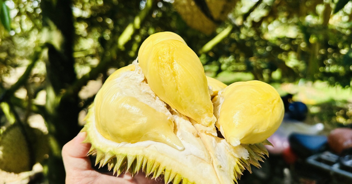 Sầu riêng được giá, rau quả tăng tốc ngay tháng đầu năm