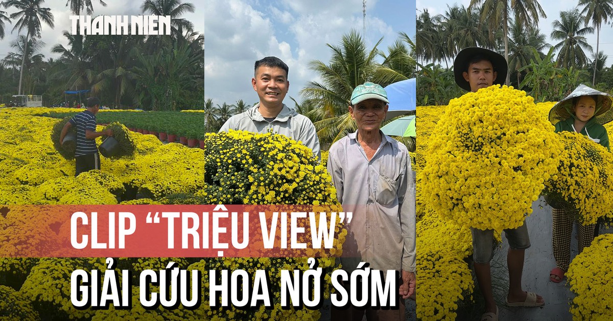 Hoa nở sớm, người trồng rơi nước mắt: Clip 'triệu view' cứu vườn hoa Chợ Lách