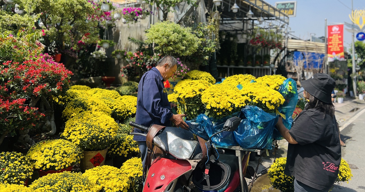 Người Sài Gòn giải cứu cúc mâm xôi, tiệm hoa tết mỗi ngày bán cả trăm chậu