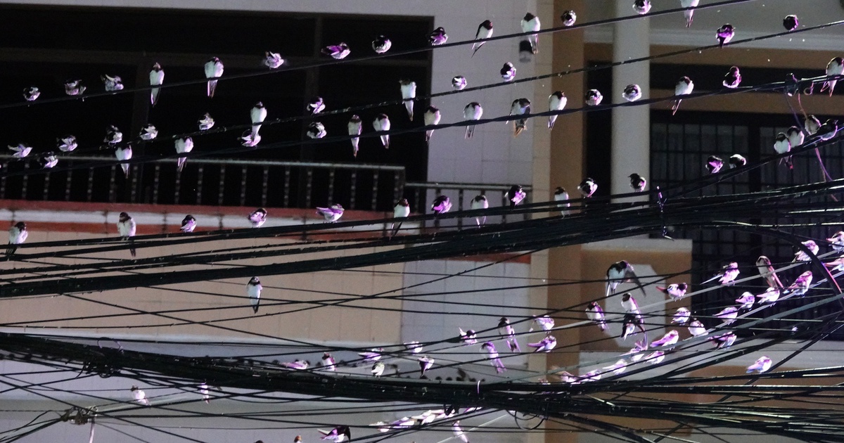 Hy hữu ở miền Tây: Hàng ngàn con chim én kéo về, người Cần Thơ chật vật