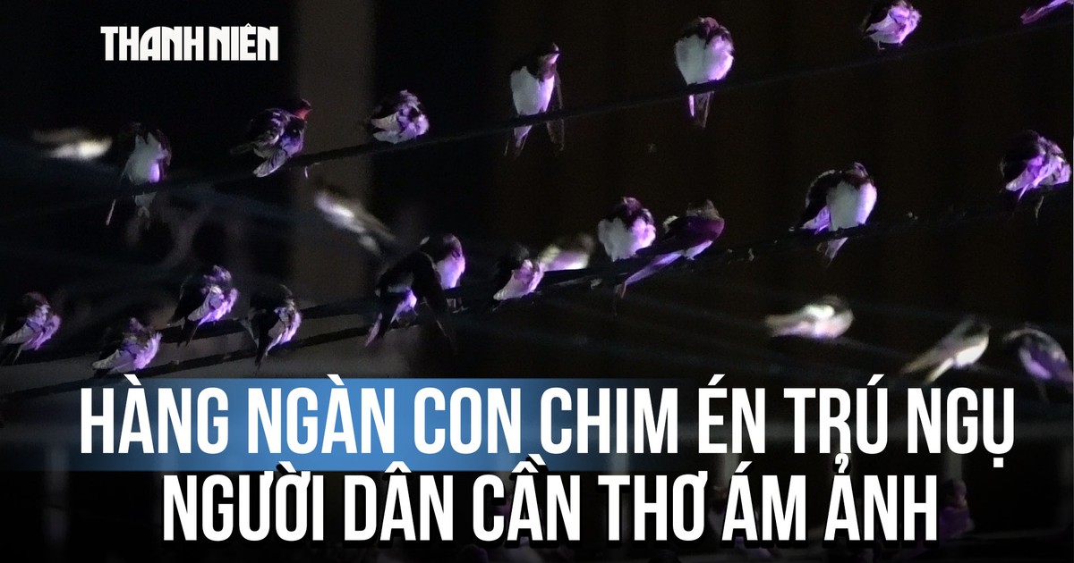 Hàng ngàn con chim én kéo về trú ngụ, người dân Cần Thơ ám ảnh