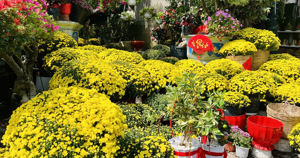 Hoa tết bung nở đầu tháng chạp: Vì sao nhiều người ở TP.HCM vẫn mua không chần chừ?