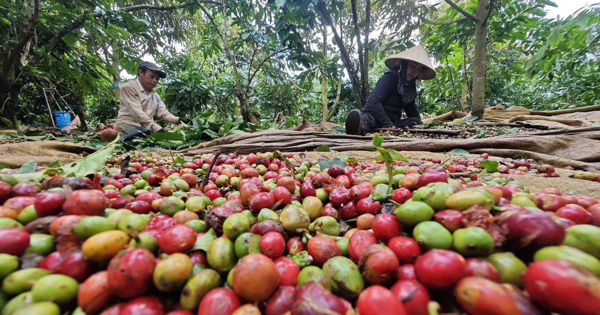 Làm gì để xuất khẩu nông sản lặp lại kỳ tích?