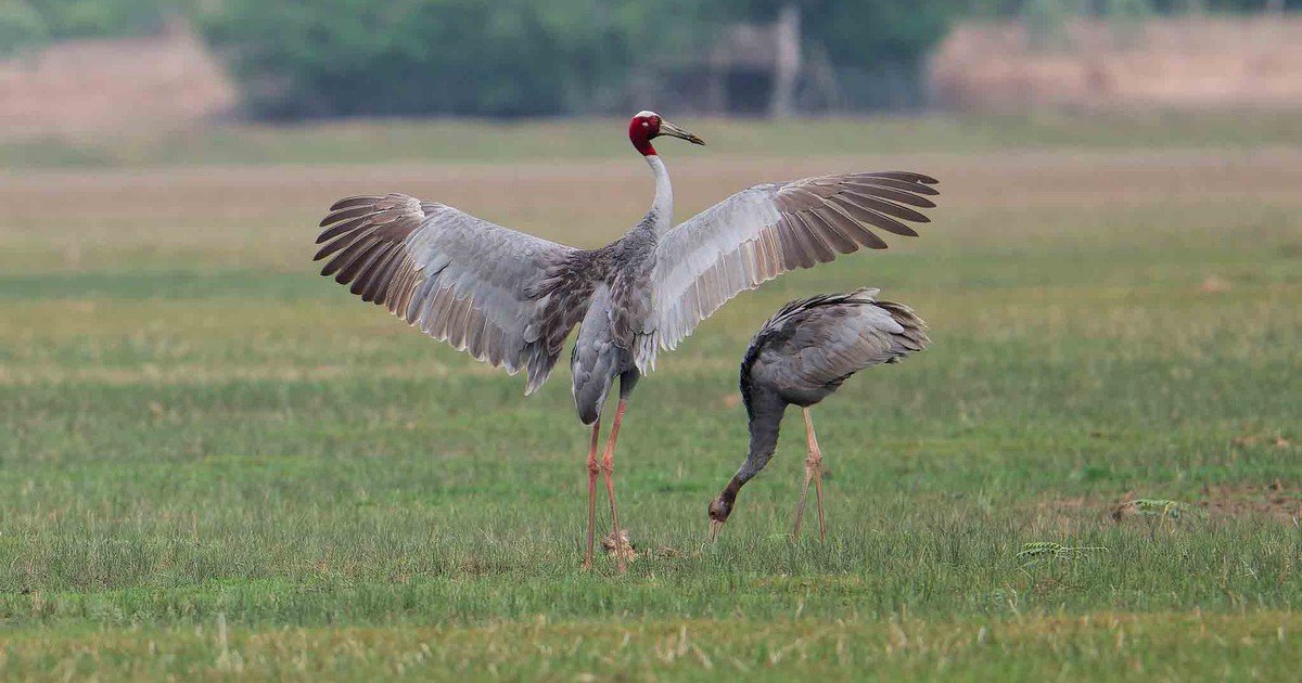 Nỗ lực bảo tồn sếu quý: Thái Lan phục hồi sếu như thế nào?