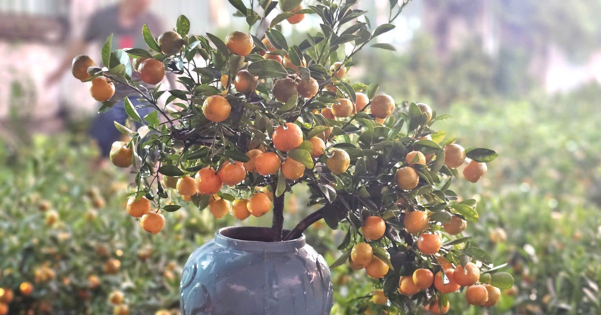 Gần 2.000 cây quất vượt 1.000 km vào TP.HCM: Chuyến xe tết không đặt nặng lời lãi