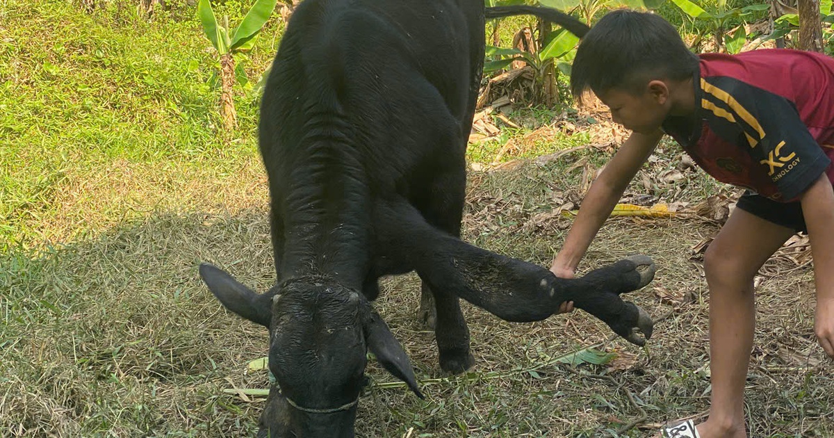 Bò 6 chân hiếm gặp: Khách trả tận 900 triệu đồng, chủ vẫn không bán