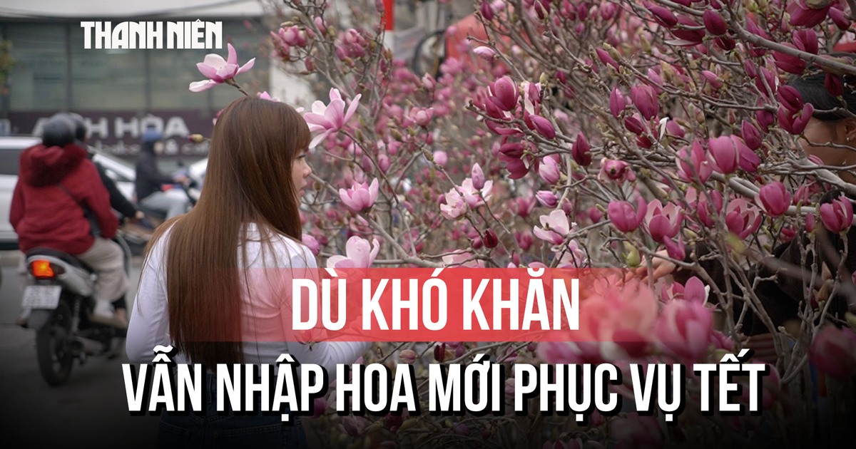 Cận cảnh hoa mộc lan gây 'sốt' chợ hoa Hà Nội