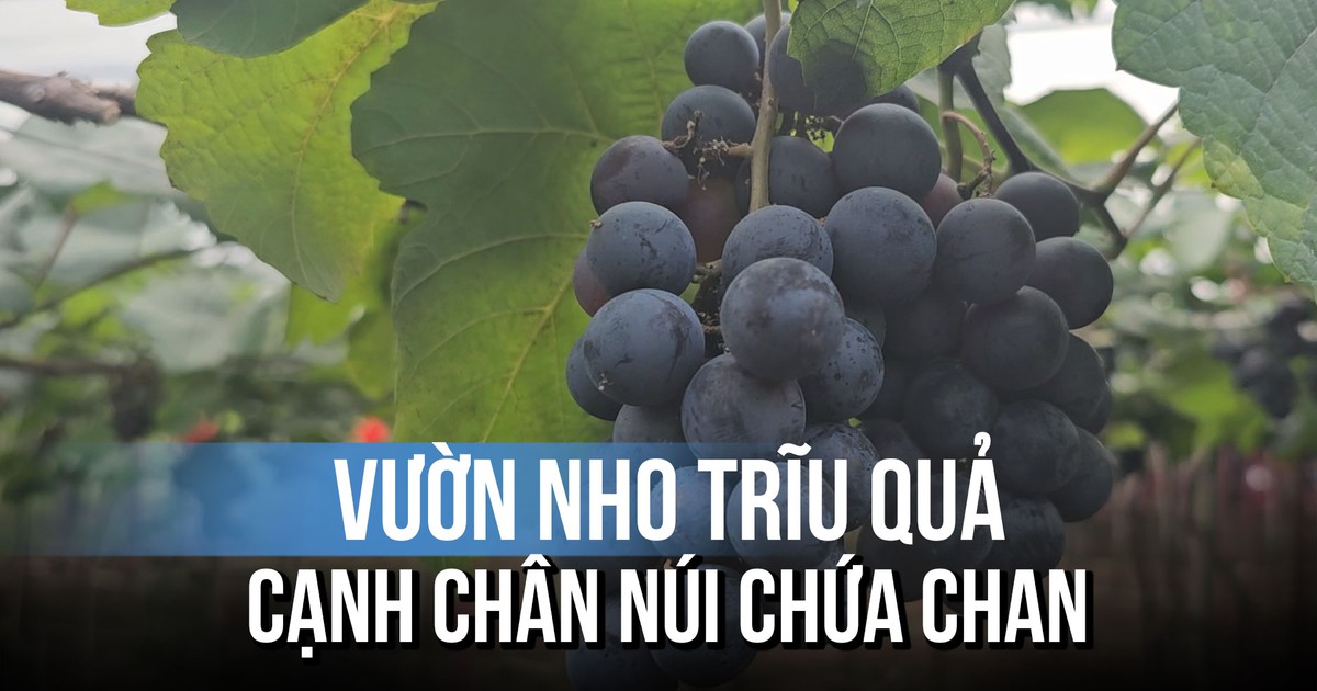 Vườn nho trĩu quả tuyệt đẹp cạnh chân núi Chứa Chan