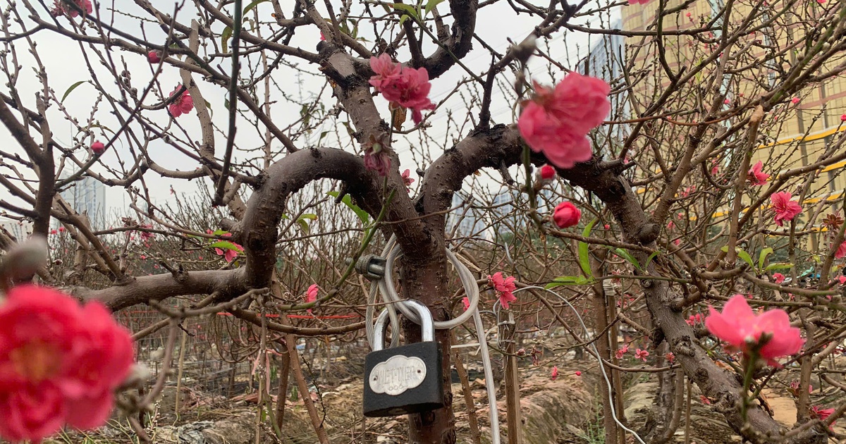 Đào 'rồng bay, phượng múa' được đeo khóa chống trộm