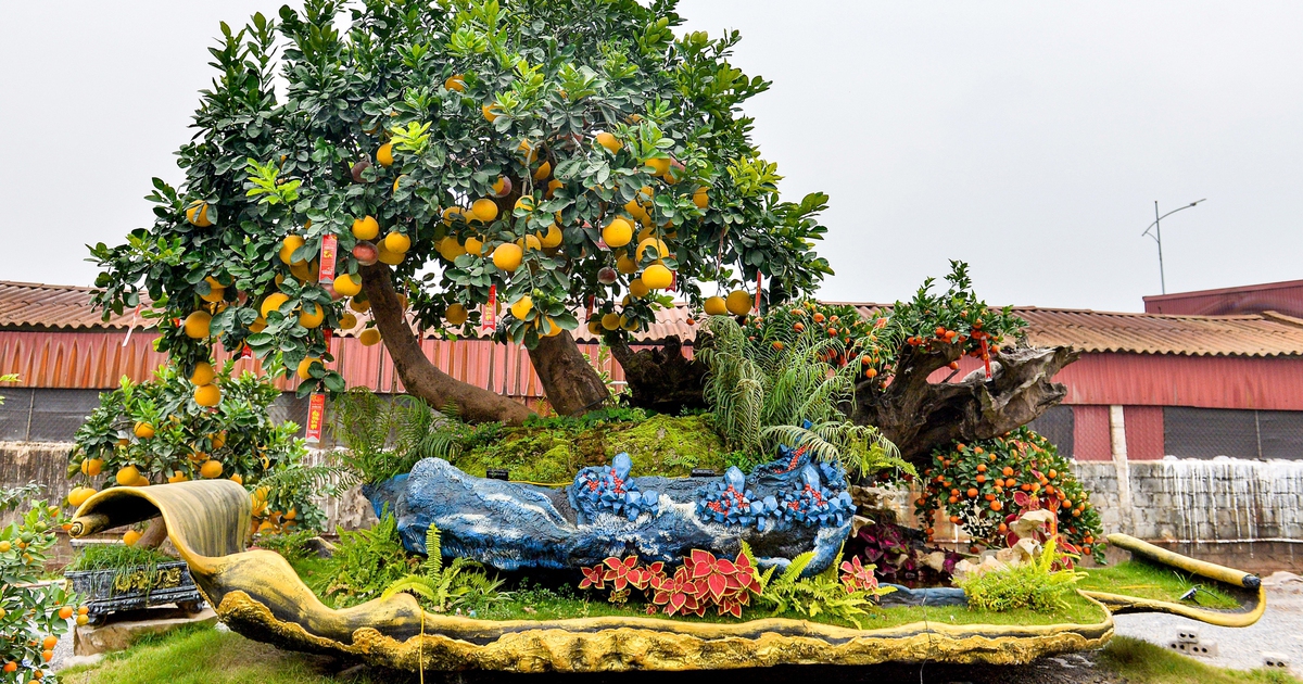 Chậu bưởi Diễn nặng 10 tấn, giá hơn 200 triệu được đại gia thuê về chơi tết