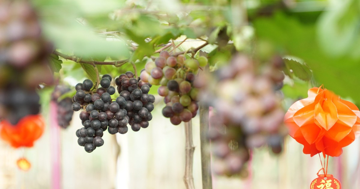 Vườn nho trĩu quả dưới chân núi Chứa Chan đón khách du xuân