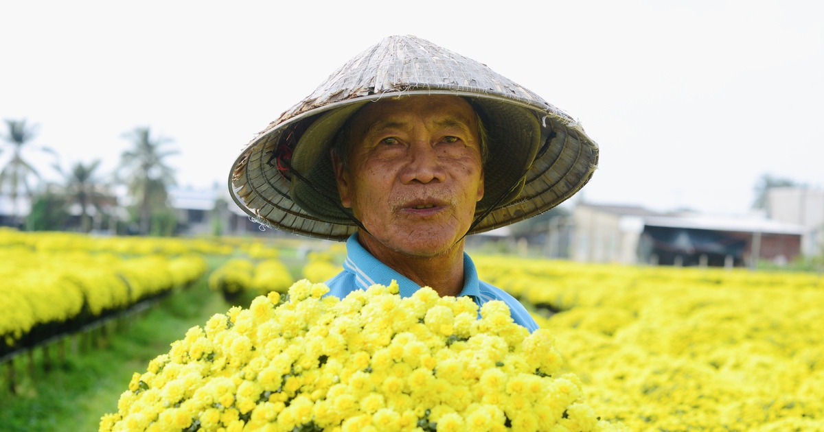 Hoa tết nở sớm, chủ vườn ở Chợ Lách bần thần khi khách trả giá 20.000 đồng/chậu