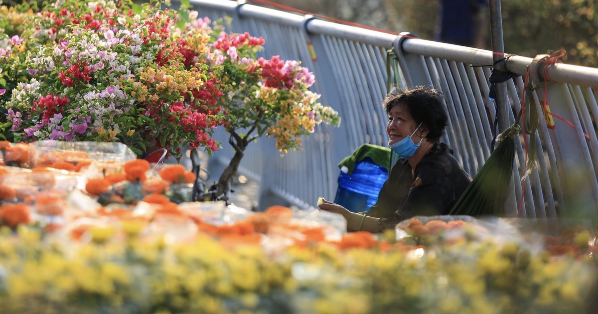 Chợ hoa tết Bình Đông 2026: Hơn 500 gian hàng, phố ông đồ có gì đặc biệt?