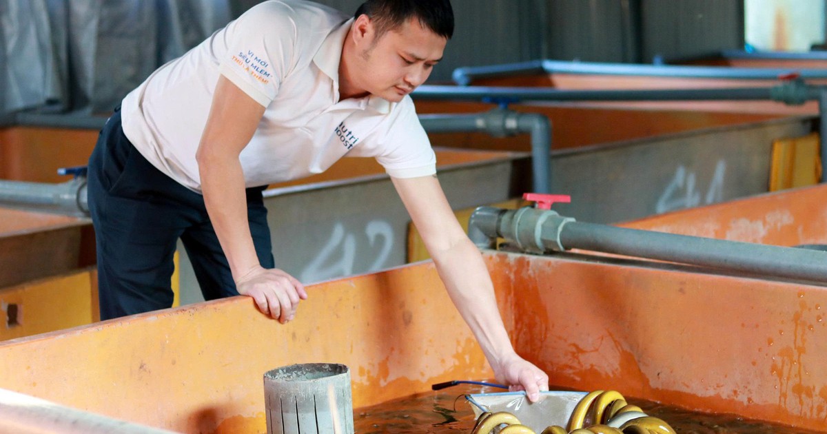 Doanh thu tiền tỉ nhờ nghề nuôi lươn không bùn