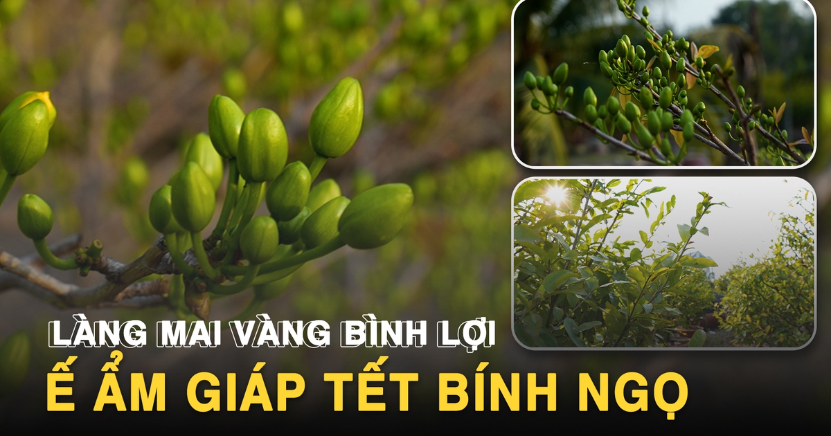 Làng mai vàng Bình Lợi bán chậm giáp Tết Bính Ngọ: Chủ vườn thấp thỏm chờ 'cú hích' phút chót