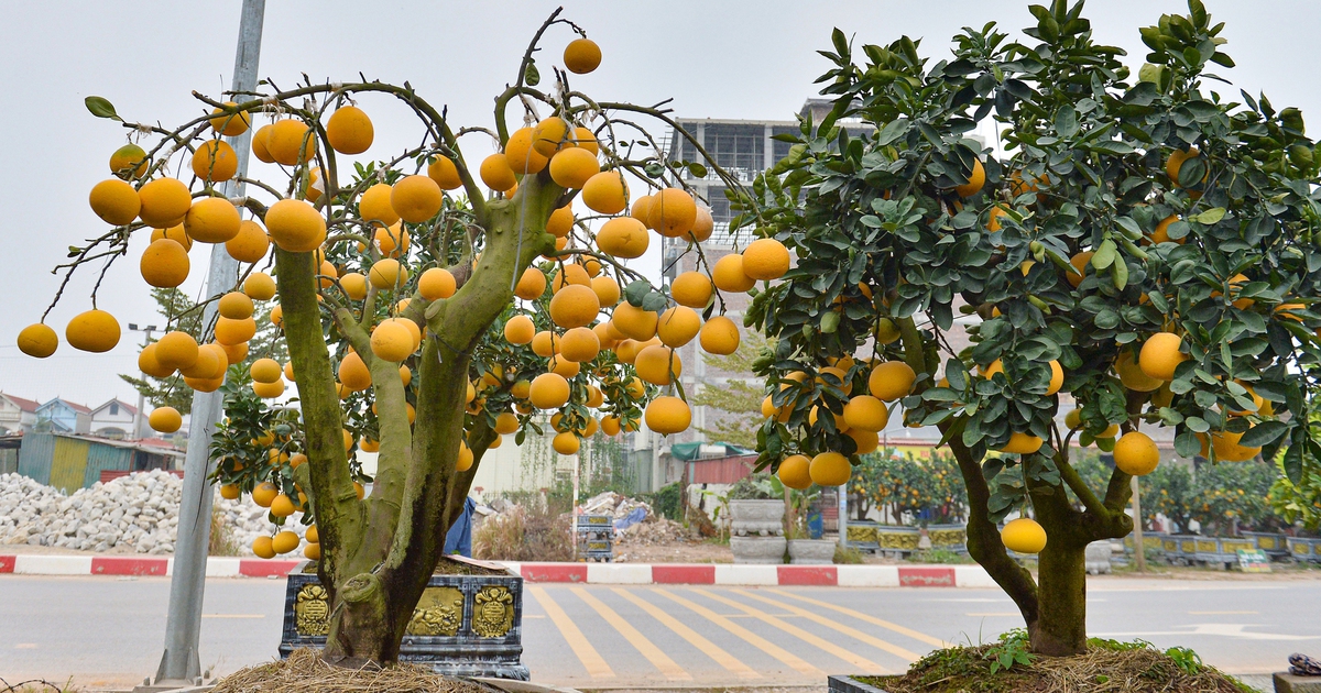 Bất ngờ thú chơi bưởi trụi lá đón tết