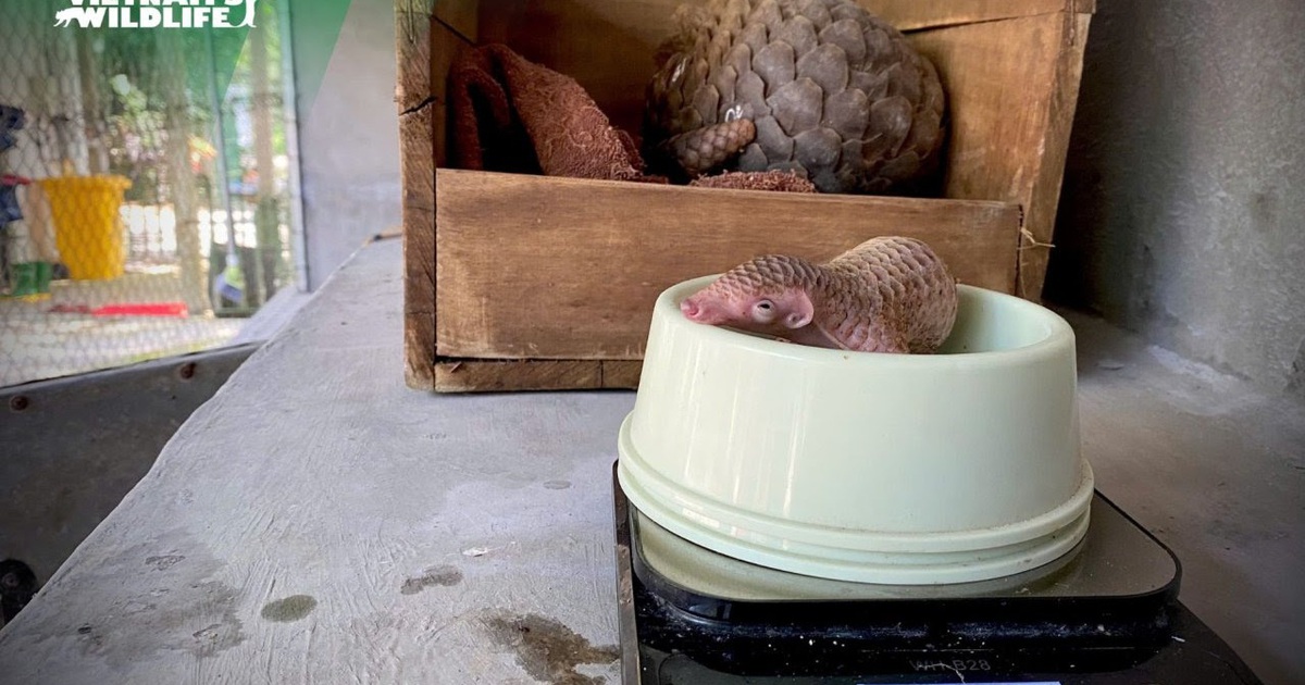 Tê tê con chào đời trong trung tâm bảo tồn sau khi mẹ được giải cứu