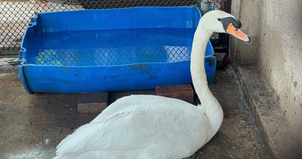 Thảo Cầm Viên Sài Gòn đã tìm thấy con thiên nga bị bắt trộm