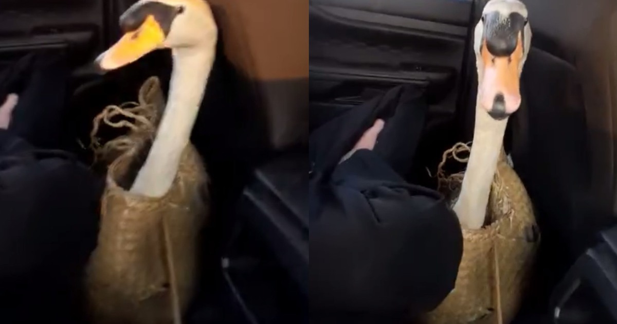 Thực hư chuyện 'cứu 1 được 2' sau vụ thiên nga bị trộm ở Thảo Cầm Viên Sài Gòn