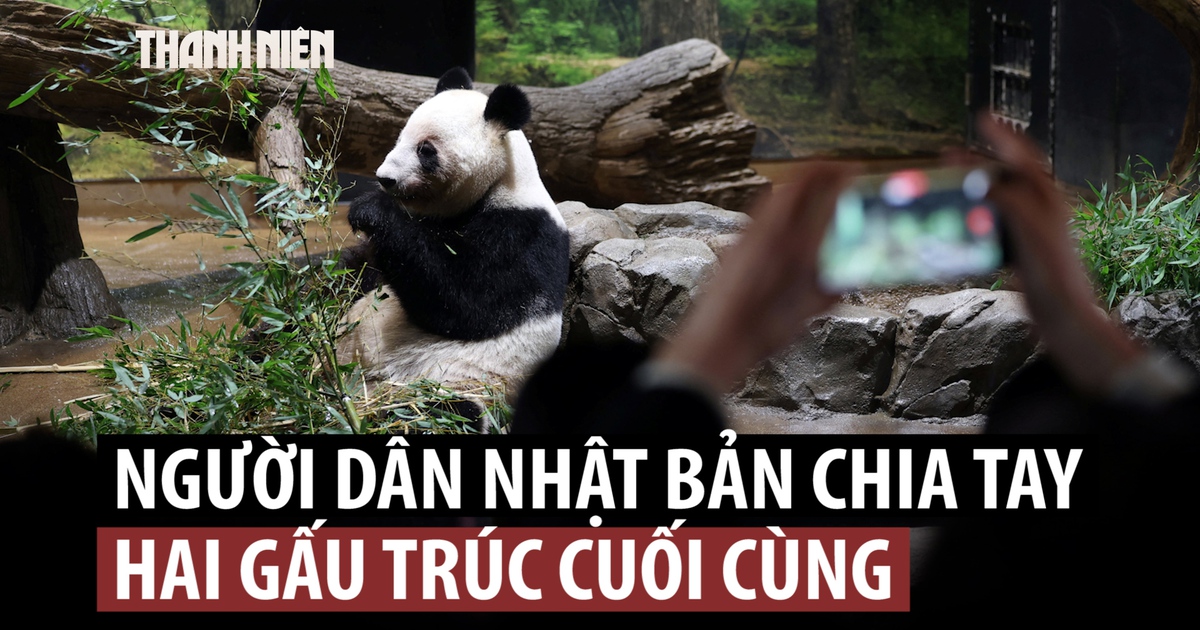 Người Nhật bịn rịn tạm biệt gấu trúc: 'Hít thở cùng bầu không khí' cũng vui