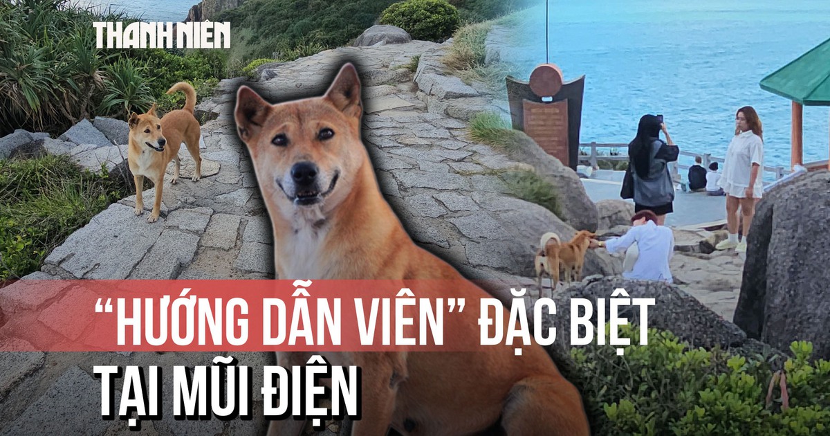 ‘Bạn chó Vàng’: Hướng dẫn viên thân thiện của du khách Mũi Điện