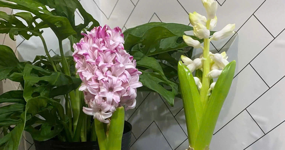 Hoa tiên ông có gì đặc biệt mà nhiều người tìm mua để trồng dịp tết?