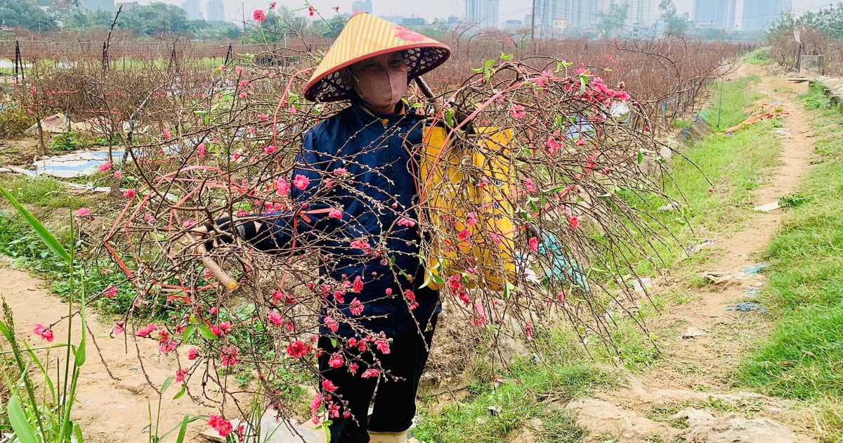 Đào nở 'trượt' tết, chủ vườn đứng ngồi không yên